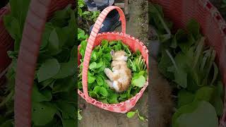 Bunny’s Paradise: Living the Dream in a Basket of Veggies 🥕🐇