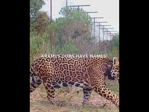 Arandu & Jasy: The Jaguar Cubs Born Free in Corrientes Have Names!