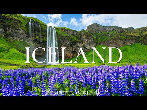 Iceland 4K - Lupin Blooms and Stunning Springtime Scenery - Calming Piano Music