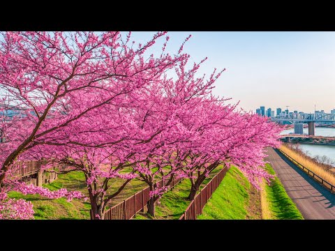 All your worries will disappear if you listen to this music🌸 Relaxing music calms nerves #16