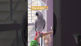 You crazy🤪🤪#crazyparrot #nuts_about_birds #africangrey #talkingparrot #parrot #pets #birds #cag