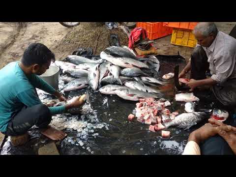 Fish cutting village style