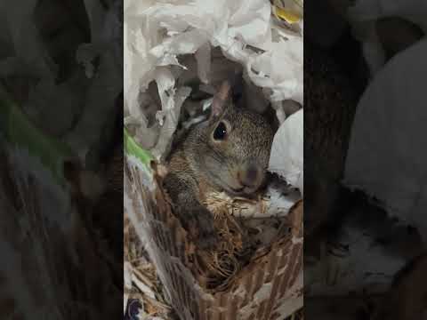 Box Yawn #squirrels #squirrel #thesquirrels #squirrelfriend #squirrelsquad #animals #wildlife