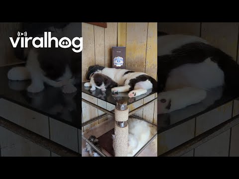 Sleeping Bandit Cat Kicks Snuggly Kitten || ViralHog