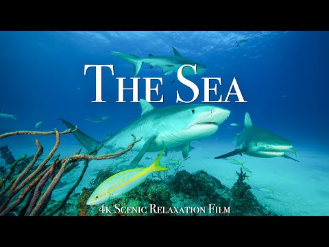 Under The Sea 4K - Scenic Wildlife Film With Calming Music