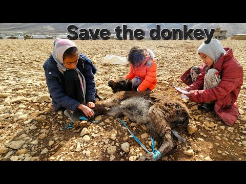 The Heartwarming Rescue of a Homeless Donkey by Three Girls