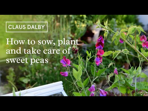 How to sow, plant and take care of sweet peas