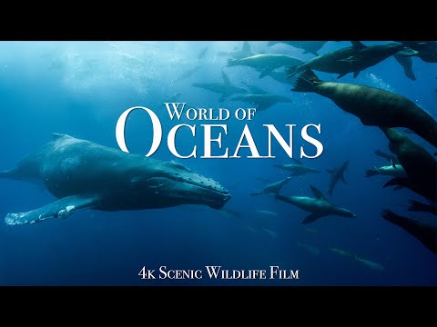 Ocean Animals 4K - Scenic Wildlife Film With Calming Music