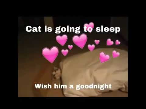 Cat is going to sleep