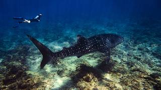 Swimming With The Largest Shark In The World | Maldives Vlog