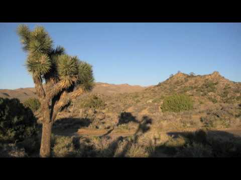 Joshua Tree Time-Lapse