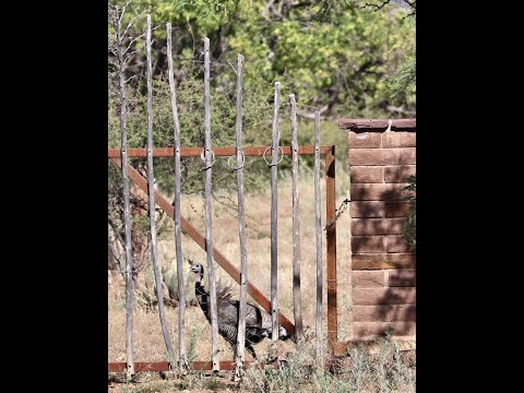 Momma Turkey at water tank July 11 2024