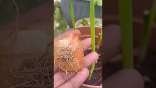 Regrow FAST #fastgrowing #onion #fastgrow #fastgrowth #easytogrow #quickandeasy #quickfacts #quick