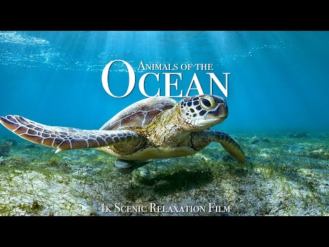 Animals of the Ocean 4K - Scenic Wildlife Film With Calming Music