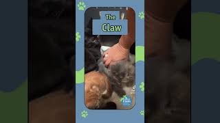 The Claw! We have kittens waiting to be the chosen one! #AnimalFriends #Adoptable #kittens #theclaw