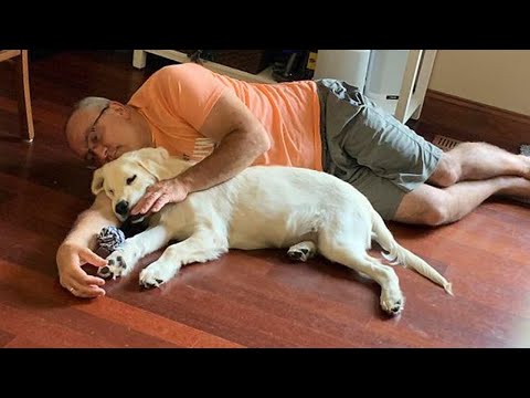 Dads Who Didn’t Want The Damn Dog In Their Lives 🤣 Funny Dog and Human