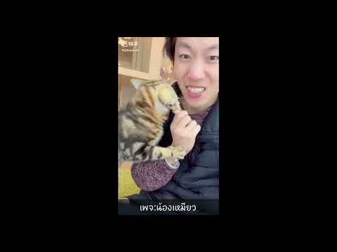 人が食べるものなら何でもぶんどる獰猛にゃんこ