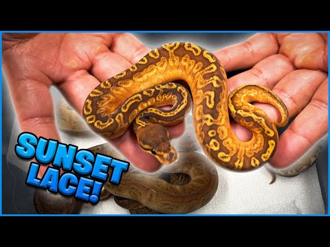 Taking These Snakes to Another Level! Sunset Project !