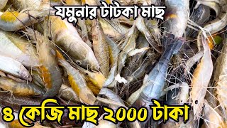 এত অল্প দামে যমুনার টাটকা মাছ আর কোথাও পাবেন না ।Raaz Agro