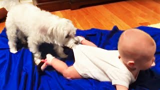 Funny Babies Playing with Dogs Compilation - Funny Baby and Pets || Cool Peachy