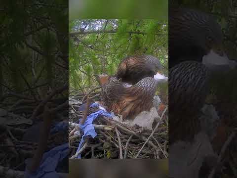 When red kites choose plastic to line their nests😢