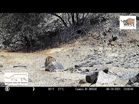 Saving the Pampas Cat!