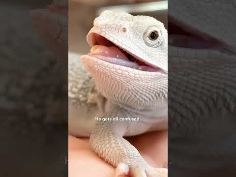 Bearded Dragon's One True Love Is A Specific Sock | The Dodo