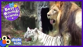 Cam The Lion And Zabu The Tiger Love To Play Ball (And Then Cuddle) | Dodo Kids: Best Animal Friends