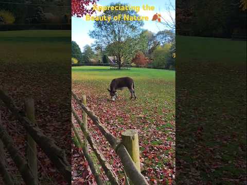 🍂Country Farm Walk #shorts #nature #animals #walk #autumn #shortvideo #halloween