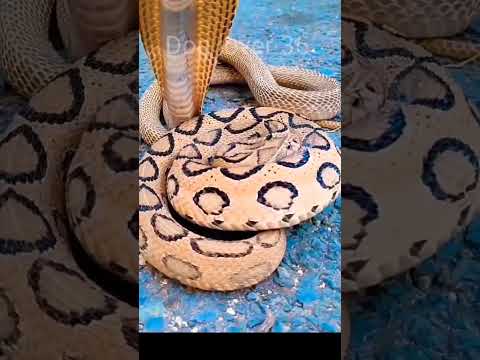 snake V's snake bite #short#shorts #cobra #shortfeed