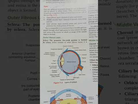 structure of Eye 👁️ #nursingstudent #youtubefeed #viralvedio #youtubeshorts #shortsfeed #nurses