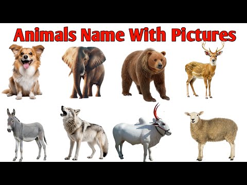 Animals Name | जानवरो के नाम | जानवरों के नाम हिंदी और इंग्लिश में | animals name with pitchers |