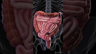 Constipation - 3d animation  #meded #anatomy #3dmodel