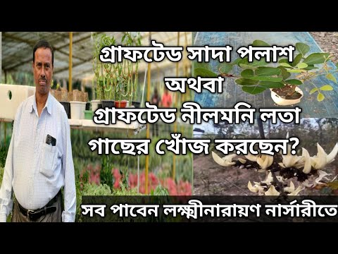 গ্রাফটেড সাদা পলাশ অথবা গ্রাফটেড নীলমনি লতা|A to Z সব পাবেন লক্ষ্মীনারায়ণ নার্সারীতে|