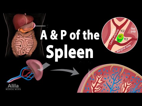 Anatomy & Physiology of the Spleen, Animation