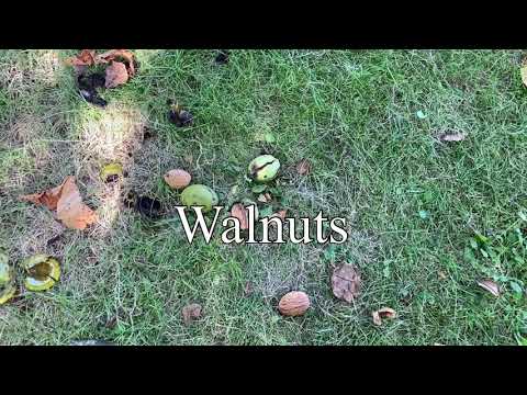 #Walnuts Are Falling Fresh From TheTree/ #shorts