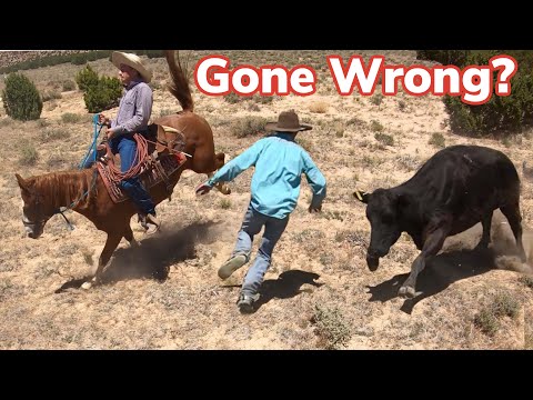 Gathering Cows For the Big Cattle Drive: Vlog 22