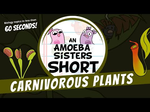 Carnivorous Plants - Amoeba Sisters #Shorts