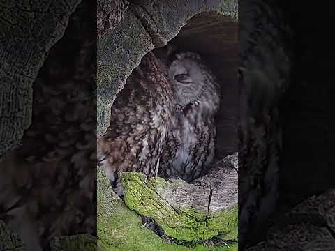 Cute owl and kestrel kisses 💗