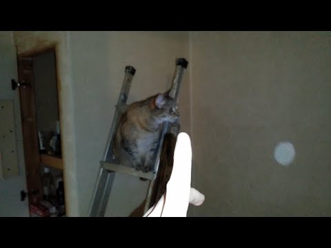 Cat Chases Orbs Up A Ladder