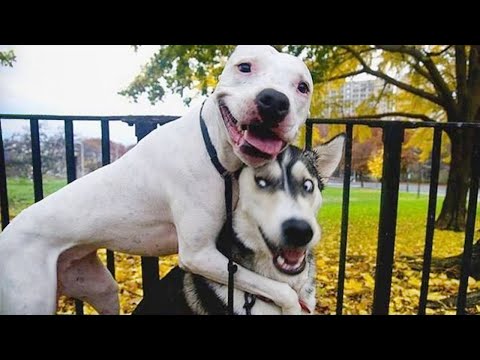 The most DRAMATIC DOGS moments ever! 🤣🐶 NEW Funny Dog Videos