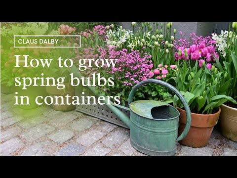 How to grow spring bulbs in containers