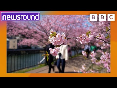 Spring Blossoms, Festival Prep, and Meeting Japan's 108-Year-Old Hairdresser!| Happy News |Newsround