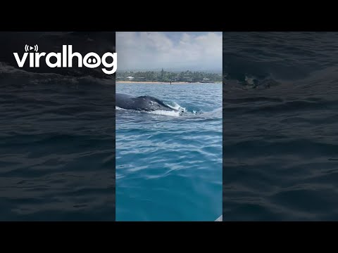 Kayaker Encounter With Pod Of Humpback Whales || ViralHog