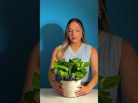 Pothos Care with our Care Team - Watering