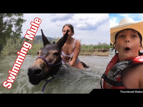 MULES CAN SWIM?!?! Mule fun in the sun! (mule pulls wake board)