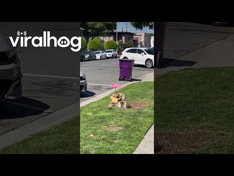 Cat Lounges While Squirrel Enjoys Tree Stump Picnic || ViralHog