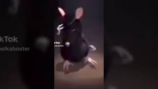 Dancing rat #meme #funny #beatbox