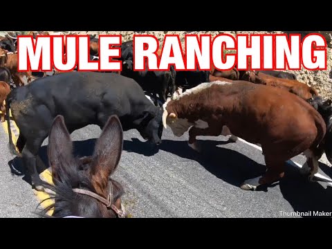 Calf falls down drain! 25 mile mule cattle drive: Mule Ranching Vlog #3