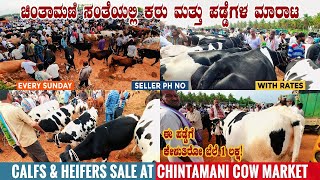 HF Calfs & Heifers Sale at Chintamani Cow Market | Largest Dairy Cows and Calf Market in Karnataka